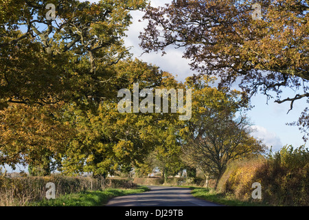 Alberi di quercia fodera un paese di lingua inglese lane in autunno. Foto Stock