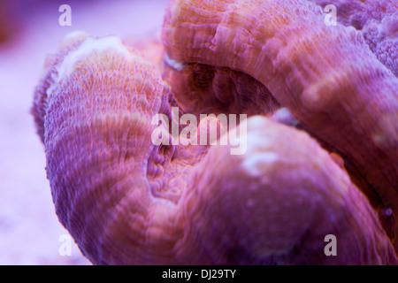 Brain coral Foto Stock