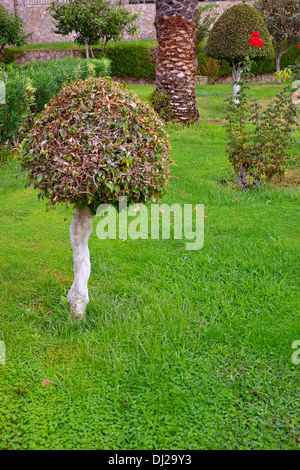 Piccole a forma di fungo albero in un giardino formale Foto Stock