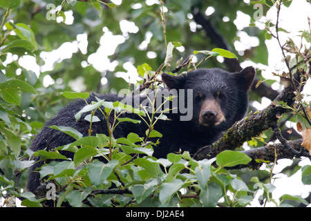 I capretti Black Bear dorme nella struttura ad albero. Foto Stock