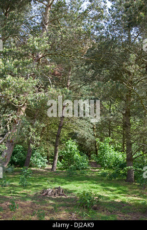 Silvicoltura a follia Hill boschi, Faringdon, Inghilterra Foto Stock