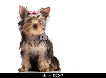 Carino Yorkshire terrier cucciolo isolato su bianco Foto Stock