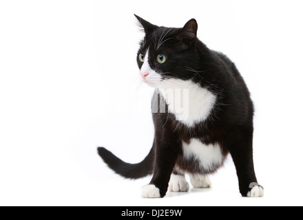 Giovane nero e il gatto bianco su sfondo bianco in studio Foto Stock