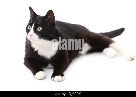 Bella nero e il gatto bianco su sfondo bianco Foto Stock