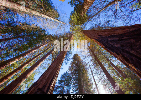 Sequoie in California vista da sotto al Mariposa Grove di Yosemite USA Foto Stock