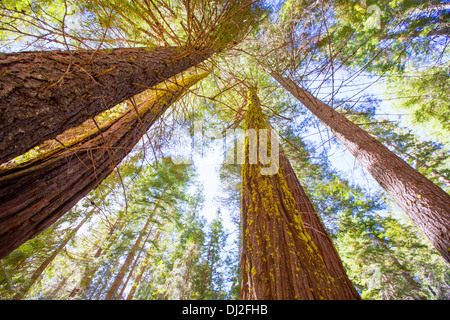 Sequoie in California vista da sotto al Mariposa Grove di Yosemite USA Foto Stock