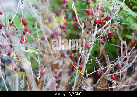 Caprifoglio alpino di bacche rosse Lonicera alpigena Foto Stock