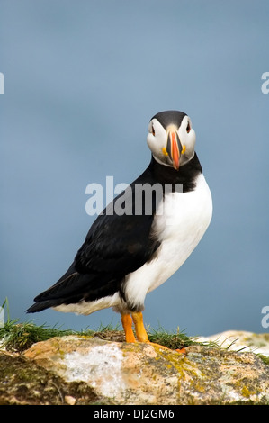 Atlantic puffin ritratto, Terranova, Canada Foto Stock