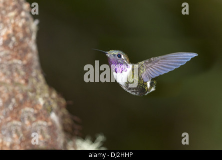 Purple-throated Woodstar Foto Stock