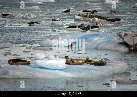 Ghiacciaio Maeres con guarnizioni Foto Stock