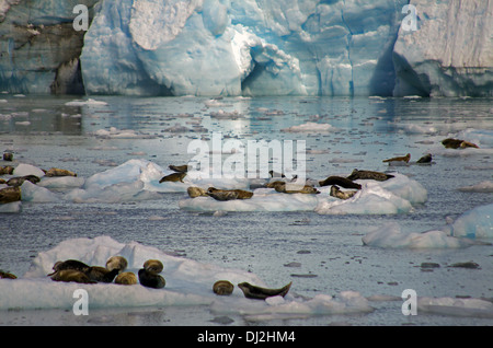 Ghiacciaio Maeres con guarnizioni Foto Stock