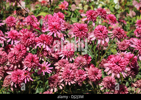 Purple coneflower Foto Stock