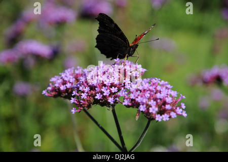 Boenos Aires Vervain Foto Stock