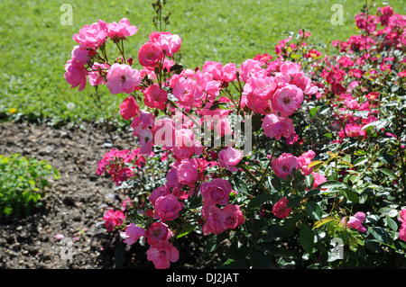 Arbusto-rosa Foto Stock