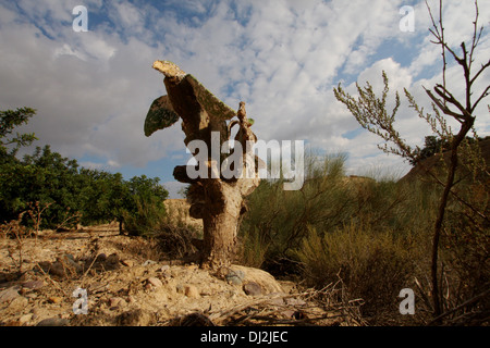 Essiccato fino fiume, Rambla del Cipres, Murcia Foto Stock