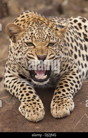 Leopard (Panthera pardus) in verticale Foto Stock