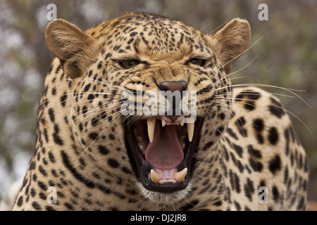 Leopard (Panthera pardus) in verticale Foto Stock