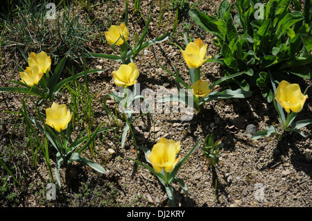 Tulipani selvatici Foto Stock