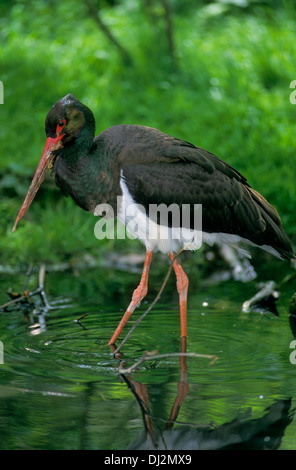 Schwarzstorch (Ciconia nigra), la cicogna nera (Ciconia nigra) Foto Stock