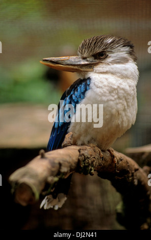 Ridendo Kookaburra (Dacelo novaeguineae), Jägerliest, Lachender Hans, Kookaburra, Herkunft: Australien, Blauflügel Foto Stock