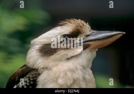 Ridendo Kookaburra (Dacelo novaeguineae), Jägerliest, Lachender Hans, Kookaburra, Herkunft: Australien, Blauflügel Foto Stock