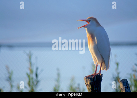 Airone guardabuoi (Bubulcus ibis), Kuhreiher (Bubulcus ibis) Foto Stock