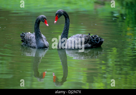 Black Swan, coppia di cigni, Trauerschwan (Cygnus atratus) Schwarzschwan Foto Stock