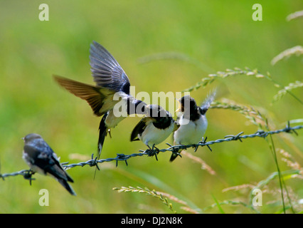 Barn Swallow (Hirundo rustica), Rauchschwalbe (Hirundo rustica) Foto Stock