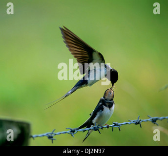 Barn Swallow (Hirundo rustica), Rauchschwalbe (Hirundo rustica) Foto Stock