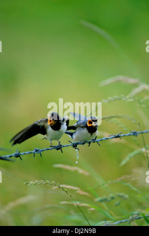 Barn Swallow (Hirundo rustica), Rauchschwalbe (Hirundo rustica) Foto Stock