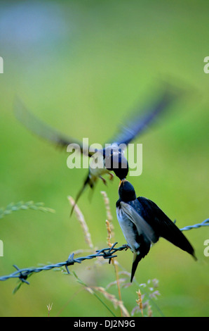 Barn Swallow (Hirundo rustica), Rauchschwalbe (Hirundo rustica) Foto Stock