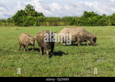 Masse Buffalo e inclinato in erba Foto Stock
