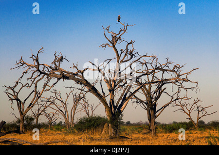 Autentica savana paesaggio vicino al camp Savute Elephant Camp da Orient Express in Botswana nel Chobe National Park . Foto Stock