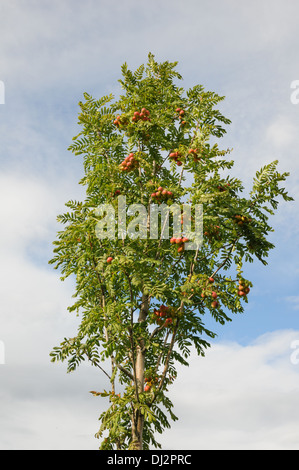 Il vero servizio berry Foto Stock