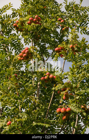 Il vero servizio berry Foto Stock