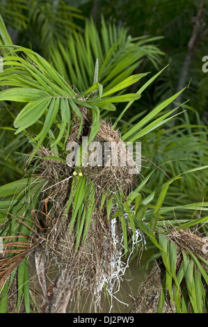 Cesto tessuto nidi di Montezuma oropendola Foto Stock