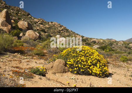 Giallo-fioritura arbusto di Skaapbos Foto Stock