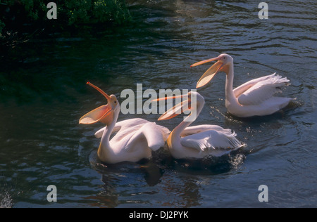 Great White Pelican, bianco orientale Pelican, pelican ottimistico, Bianco Pelican, Rosapelikan (Pelecanus onocrotalus) Foto Stock