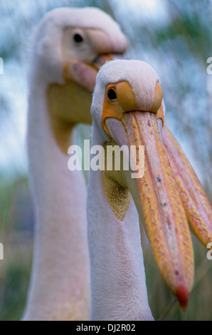 Great White Pelican, bianco orientale Pelican, pelican ottimistico, Bianco Pelican, Rosapelikan (Pelecanus onocrotalus) Foto Stock