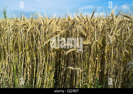 Dh orzo colture agricole a stelo corto varietà di orzo raccolto Foto Stock