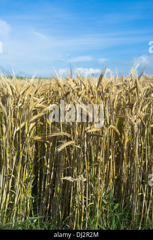 dh Barley CROPS UK Scottish Short STEM Barley Variety Crop Field uk Farm Harvest Scozia Foto Stock