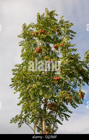 Il vero servizio berry Foto Stock