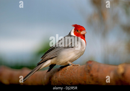 Rosso-crested cardinale (Paroaria coronata), Graukardinal (Paroaria coronata) Foto Stock