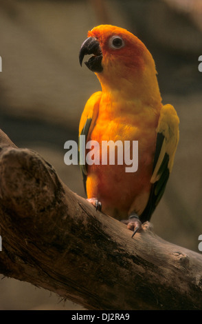 Sun parrocchetto, Sun Conure (Aratinga solstitialis), Sonnensittich (Aratinga solstitialis) Foto Stock