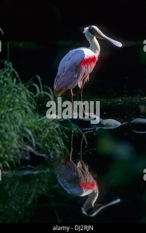 Roseate Spatola (Platalea ajaja), Rosalöffler (Platalea ajaja) Foto Stock