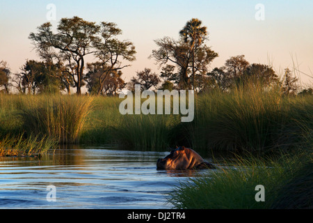 Essere molto attenti con gli ippopotami in acqua safari camp realizzato ​​from Eagle Island Camp da Orient Express , al di fuori della Moremi Foto Stock