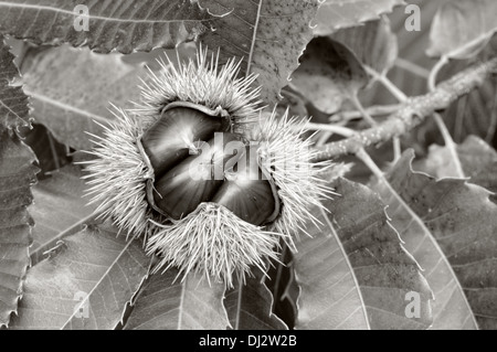 La capsula aperta con castagne in bianco e nero Foto Stock