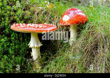 Due red toadstool sul suolo della foresta Foto Stock