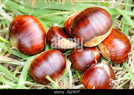 Le castagne giacente a terra Foto Stock