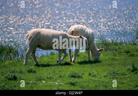 Paese Ovini Ovini domestici gregge di pecore sulla diga, Mare del Nord, Nord Frisia, Landschafe, Hausschaf, Schafherde am Deich, Foto Stock